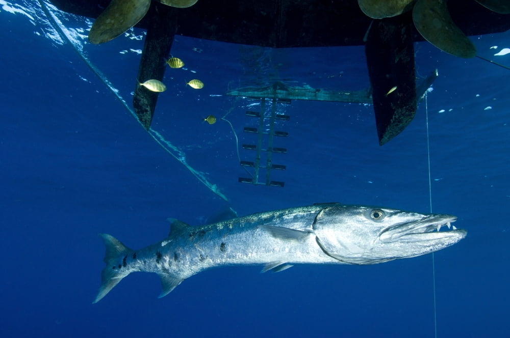 A great barracuda beneath a boat Kimbe Bay Papua New Guinea Canvas Art - Steve JonesStocktrek Images (35 x 23)