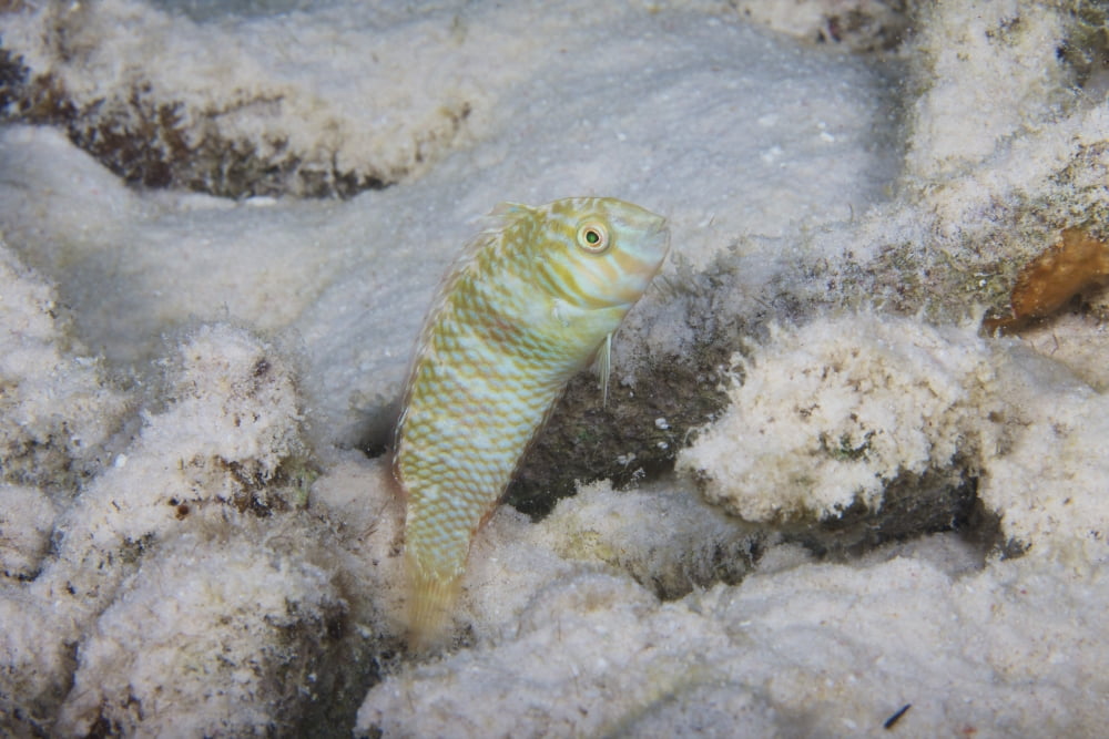 A green razorfish hovers over its hole Bonaire Caribbean Netherlands Canvas Art - Terry MooreStocktrek Images (18 x 12)