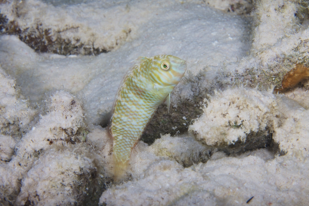 A green razorfish hovers over its hole Bonaire Caribbean Netherlands Canvas Art - Terry MooreStocktrek Images (35 x 23)