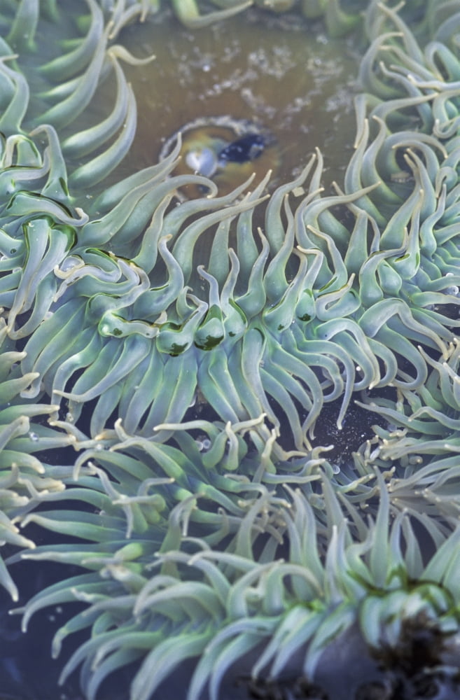 A green sea anemone Oregon United States of America Canvas Art - Robert L Potts Design Pics (24 x 38)