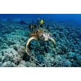 thumbnail image 1 of A green sea turtle getting cleaned by yellow tangs and lined bristletooth, Hawaii Poster Print by VWPics/Stocktrek Images (34 x 22), 1 of 1