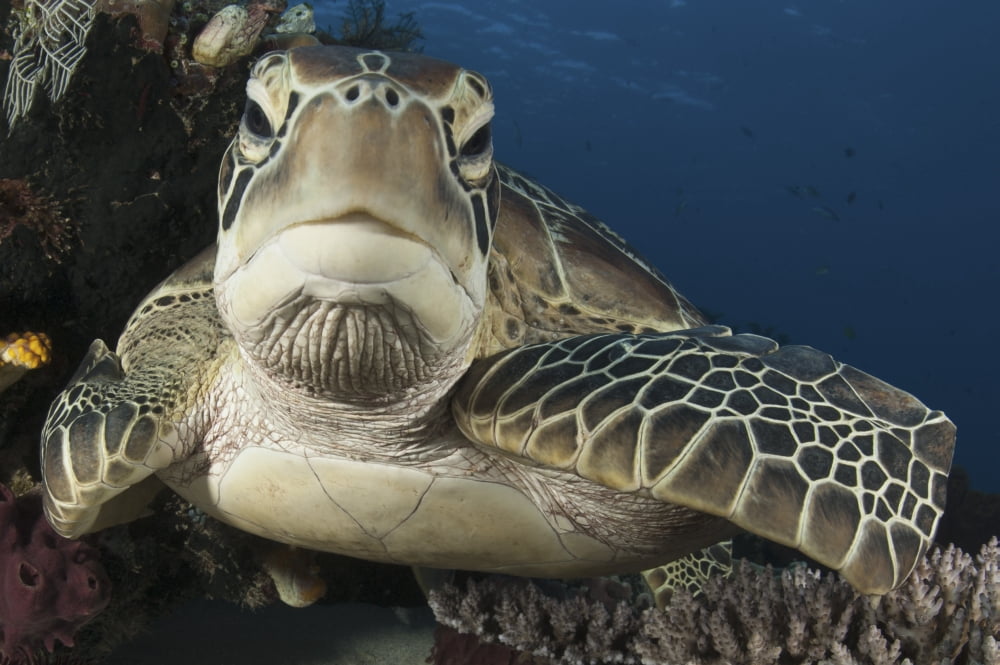 A green turtle resting on a reef top in Komodo National Park Indonesia Canvas Art - Steve JonesStocktrek Images (17 x 12)
