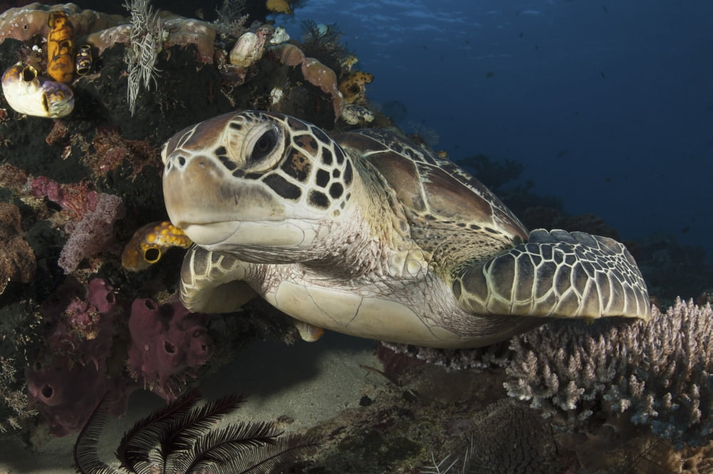 A green turtle resting on a reef top in Komodo National Park Indonesia Canvas Art - Steve JonesStocktrek Images (17 x 12)