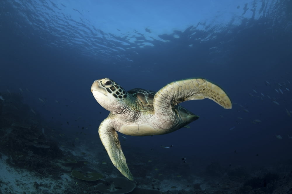 A green turtle swimming in Komodo National Park Indonesia Canvas Art - Steve JonesStocktrek Images (17 x 12)