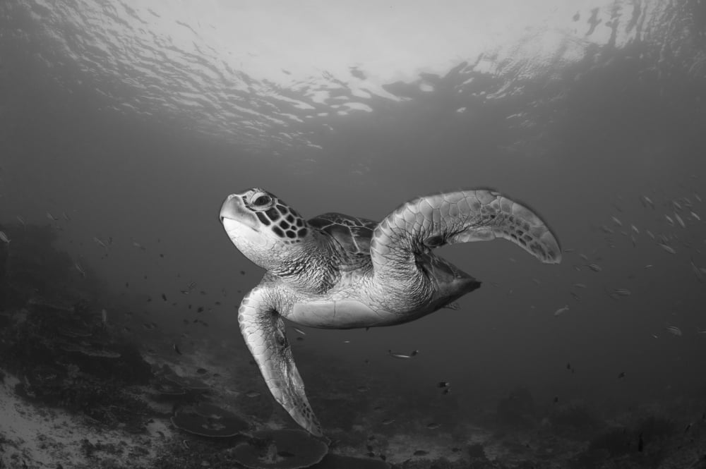 A green turtle swimming in Komodo National Park Indonesia Canvas Art - Steve JonesStocktrek Images (17 x 12)