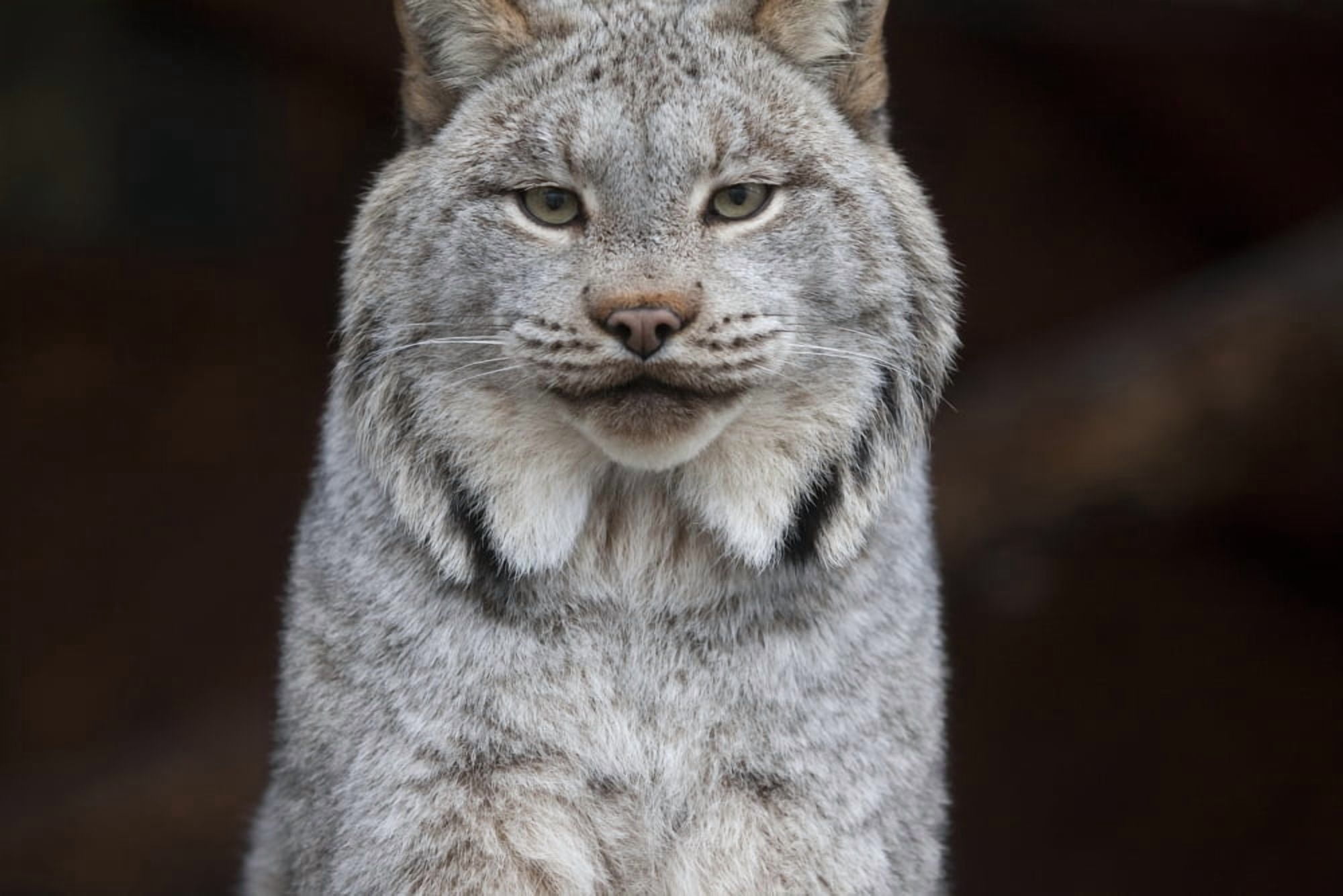 A grey lynx staring at the camera Canvas Art - Doug Lindstrand Design Pics (18 x 12)