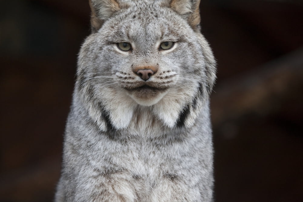 A grey lynx staring at the camera Canvas Art - Doug Lindstrand Design Pics (36 x 24)