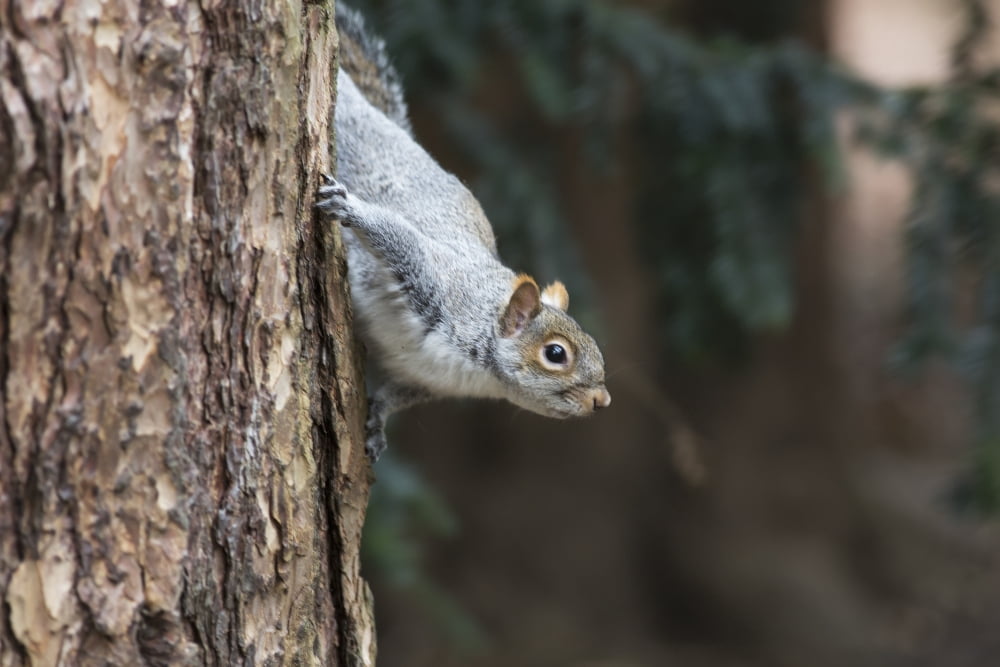 A grey squirrel making its way down a tree trunkMiddlesborough teeside england Canvas Art - John Short Design Pics (38 x 24)