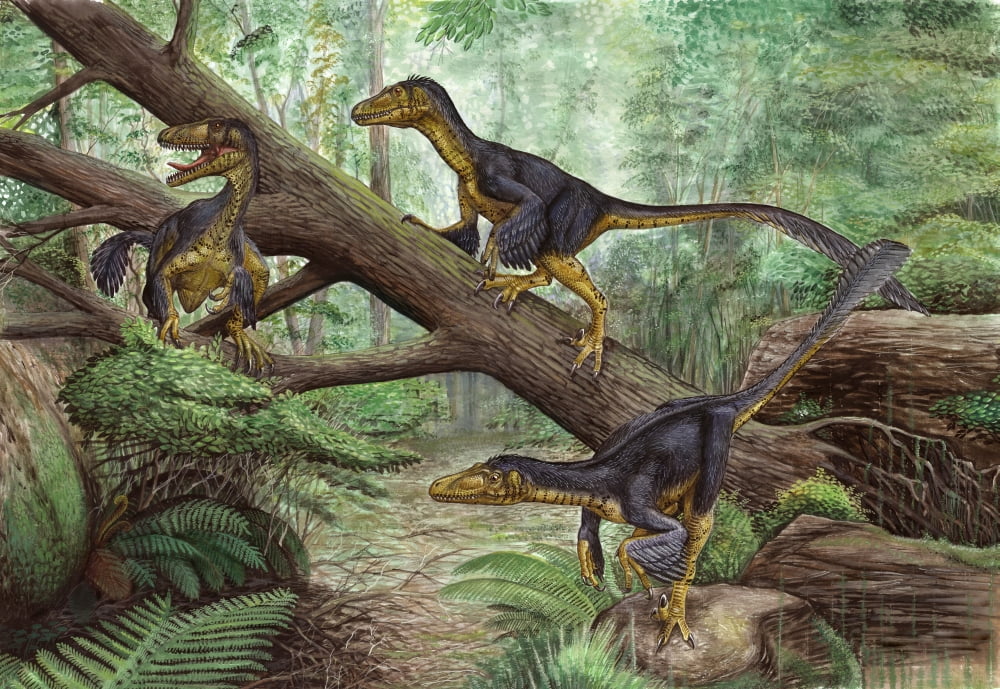 A group of Balaur bondoc in a prehistoric environment Canvas Art - Sergey KrasovskiyStocktrek Images (17 x 12)