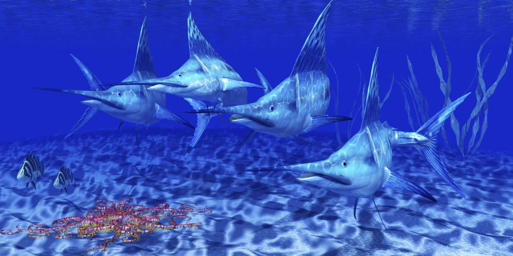 A group of Blue Marlin with two Siamese Tigerfish anda basket star Canvas Art - Corey FordStocktrek Images (20 x 10)