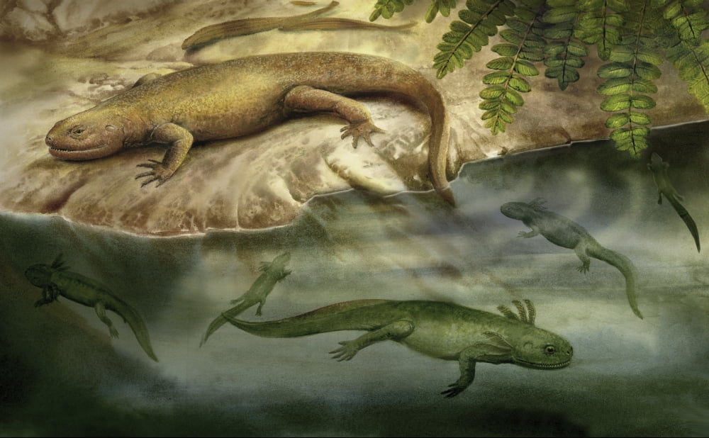 A group of Discosauriscus amphibians Canvas Art - Jan SovakStocktrek Images (18 x 11)