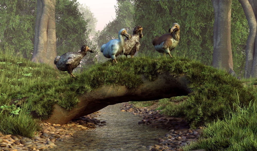 A group of Dodo birds crossing a natural bridge over a stream Canvas Art - Daniel EskridgeStocktrek Images (19 x 11)