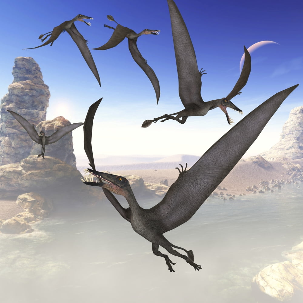 A group of Dorygnathus predatory reptiles fly above a Jurassic landscape Canvas Art - Corey FordStocktrek Images (28 x 28)