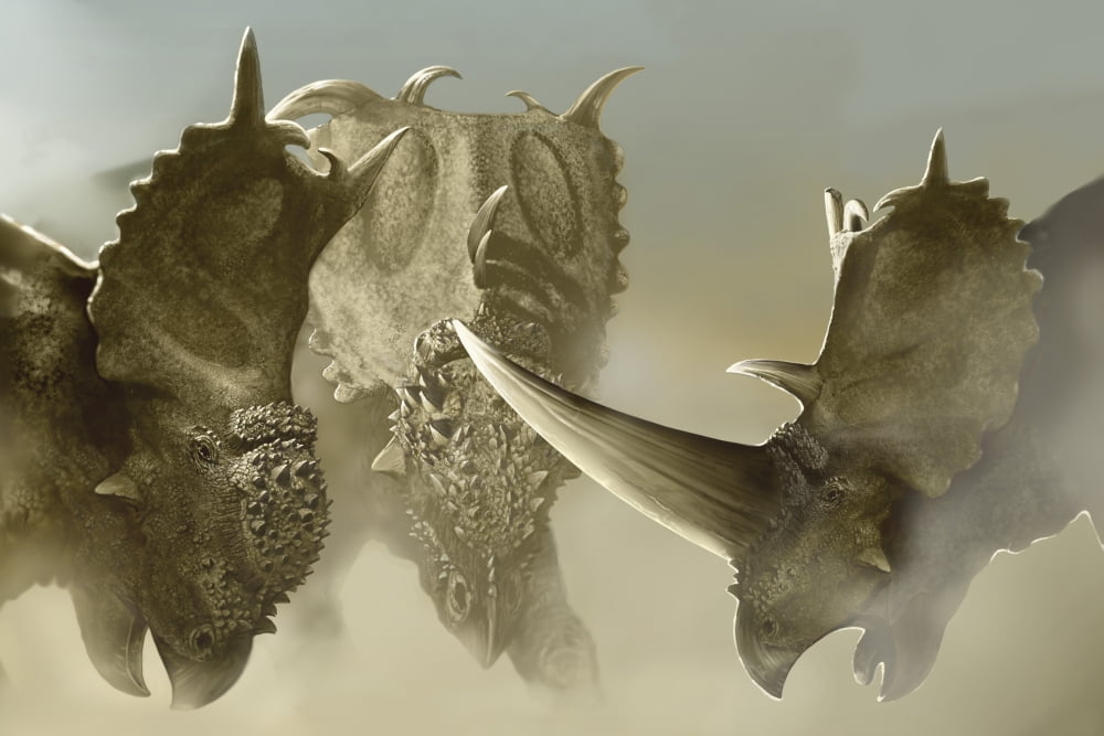 A group of Pachyrhinosaurus dinosaurs Canvas Art - Jan SovakStocktrek Images (17 x 12)