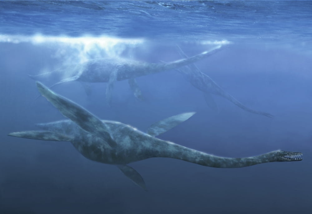 A group of Plesiosaurus maneuver quickly underwater Canvas Art - Jan SovakStocktrek Images (34 x 24)