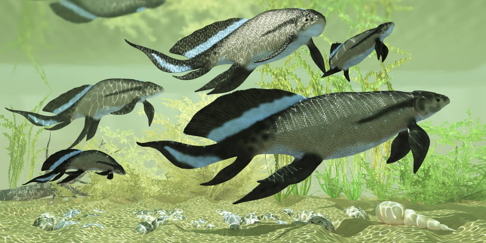 A group of Scaumenacia lobe-finned fish from the Devonian period Canvas Art - Corey FordStocktrek Images (20 x 10)