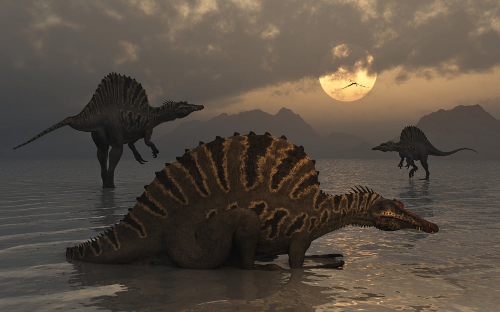 A group of Spinosaurus Canvas Art - Mark StevensonStocktrek Images (18 x 12)