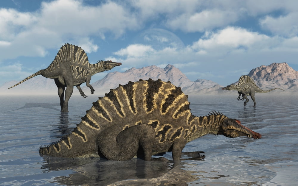 A group of Spinosaurus Canvas Art - Mark StevensonStocktrek Images (36 x 23)