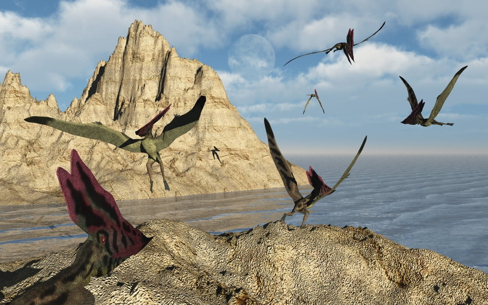 A group of Thalassodromeus pterosaurs Canvas Art - Mark StevensonStocktrek Images (36 x 23)