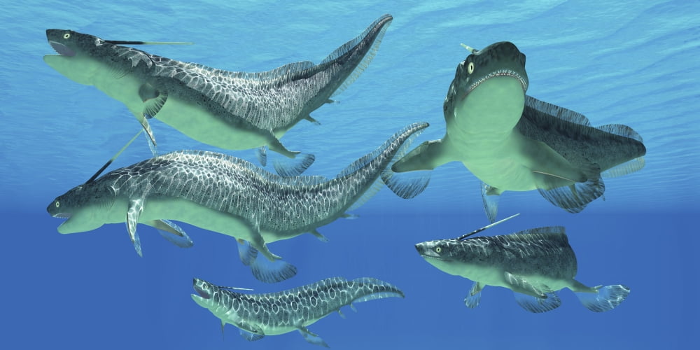 A group of Xenacanthus prehistoric sharks Canvas Art - Corey FordStocktrek Images (40 x 20)