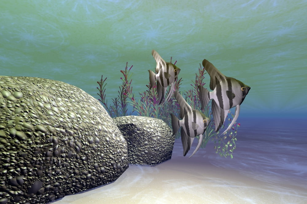 A group of angelfish swim near a rock full of coral incrustations Canvas Art - Corey FordStocktrek Images (18 x 12)