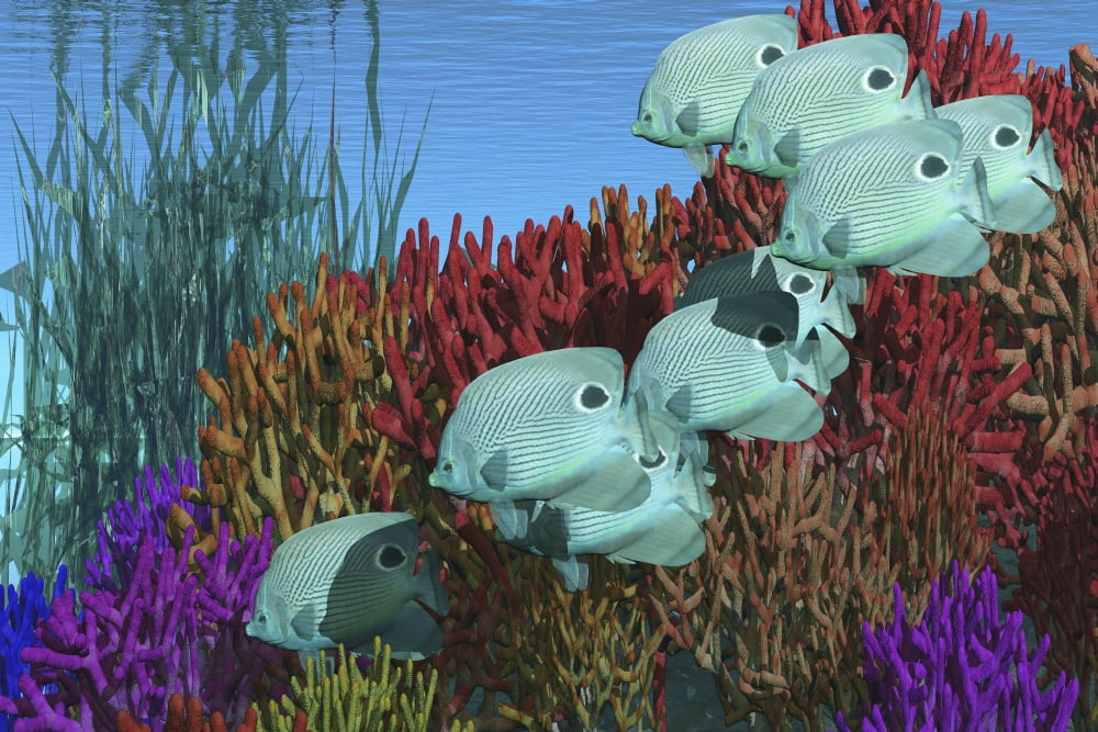 A group of butterflyfish swim over a coral reef Canvas Art - Corey FordStocktrek Images (18 x 12)