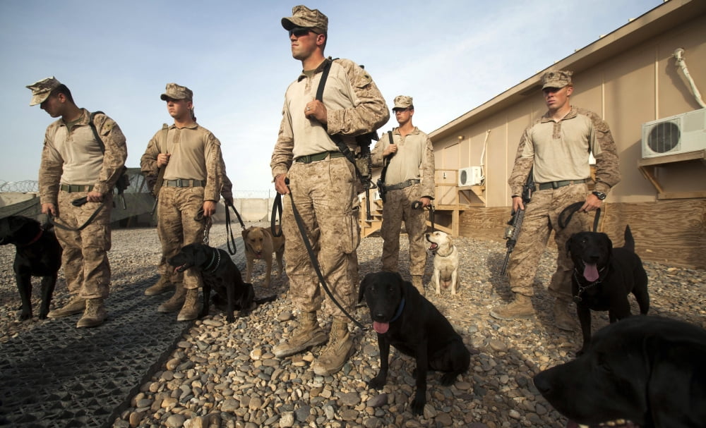 A group of dog-handlers conduct training at Camp Dwyer Afghanistan Canvas Art - Stocktrek Images (36 x 22)