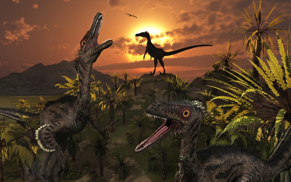 A group of feathered carnivorous Velociraptors from the Cretaceous period on Earth Canvas Art - Mark StevensonStocktrek Images (36 x 23)