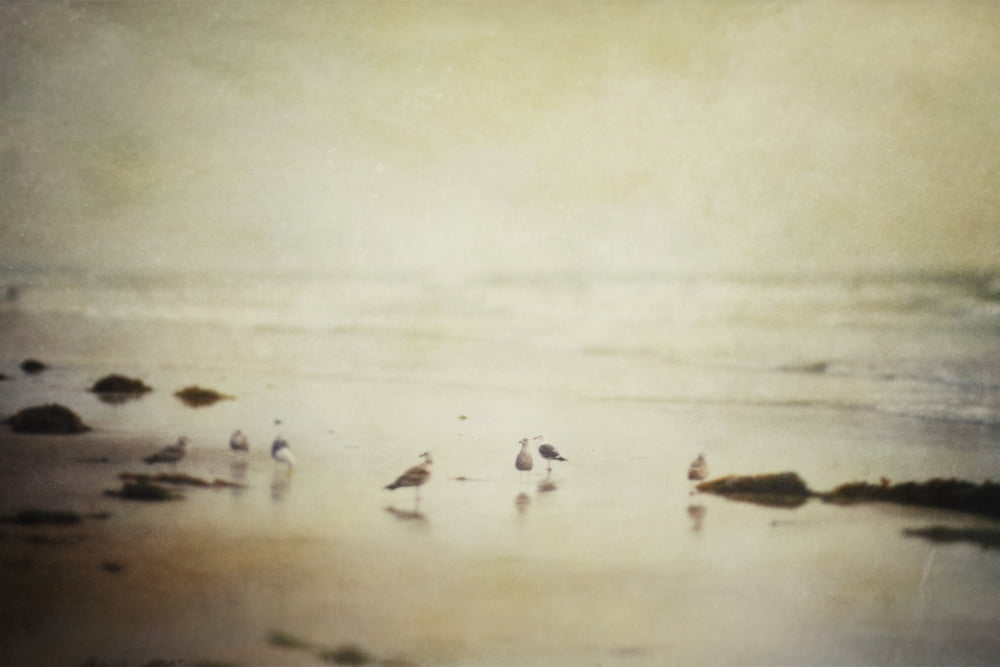 A group of gulls on the beach Tofino British Columbia Canada Canvas Art - Roberta Murray Design Pics (38 x 24)