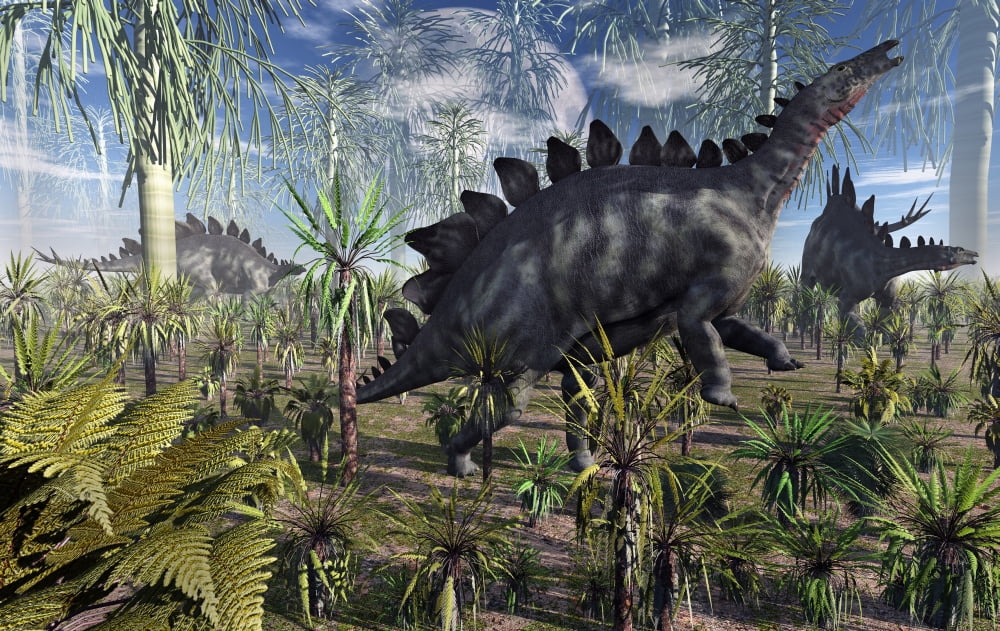 A group of herbivore Stegosaurus dinosaurs feeding during the late Jurassic period Canvas Art - Mark StevensonStocktrek Images (18 x 12)