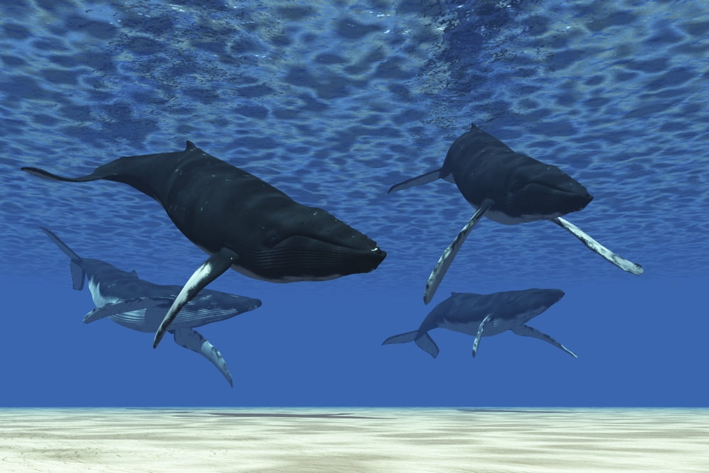 A group of humpback whales swim in ocean shallows Canvas Art - Corey FordStocktrek Images (35 x 23)
