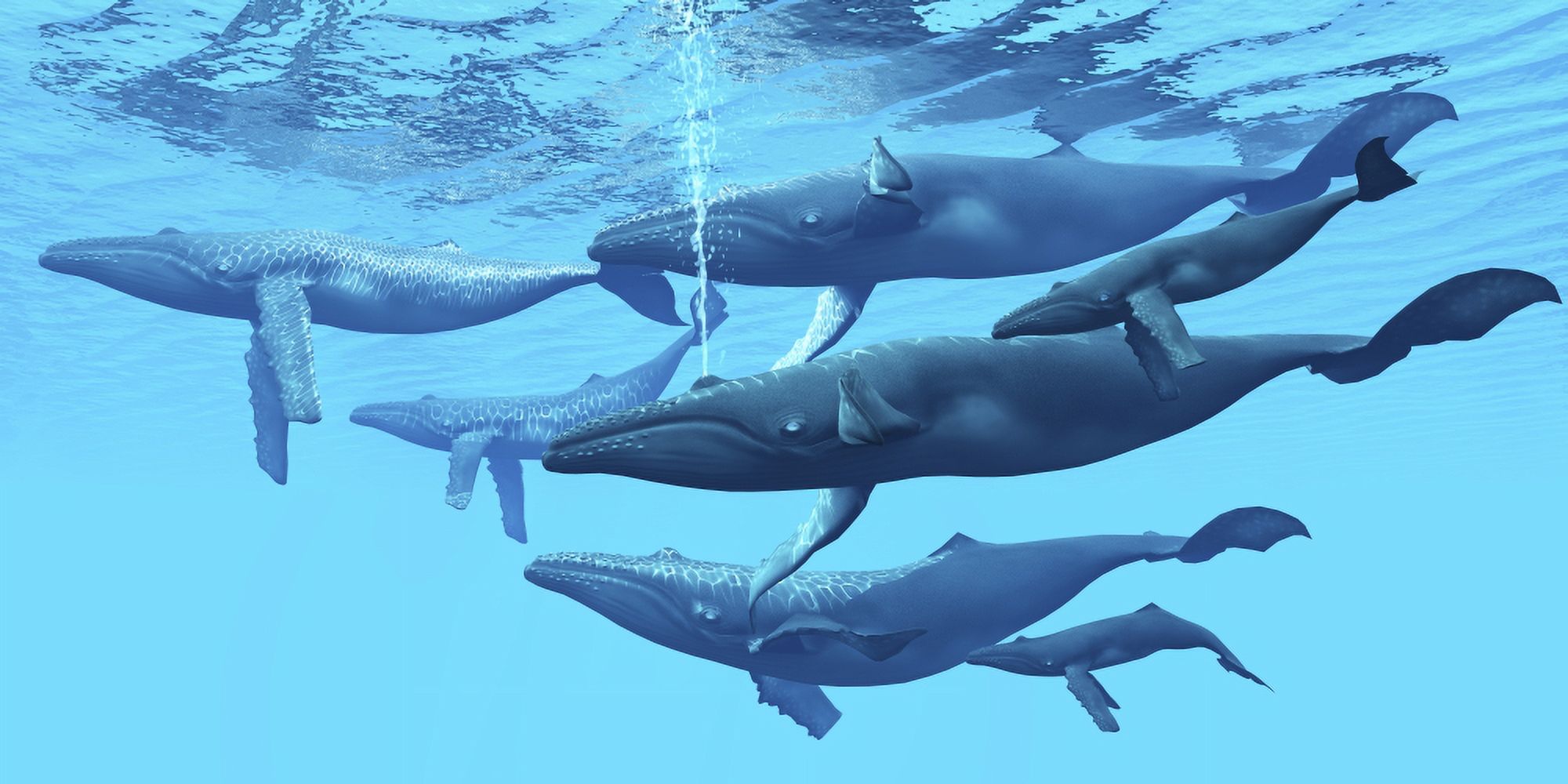 A group of humpback whales swimming together. The humpback whale is a