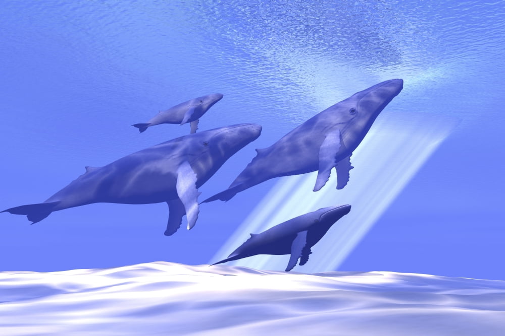 A group of whales head toward the surface for a breath of fresh air Canvas Art - Corey FordStocktrek Images (35 x 23)
