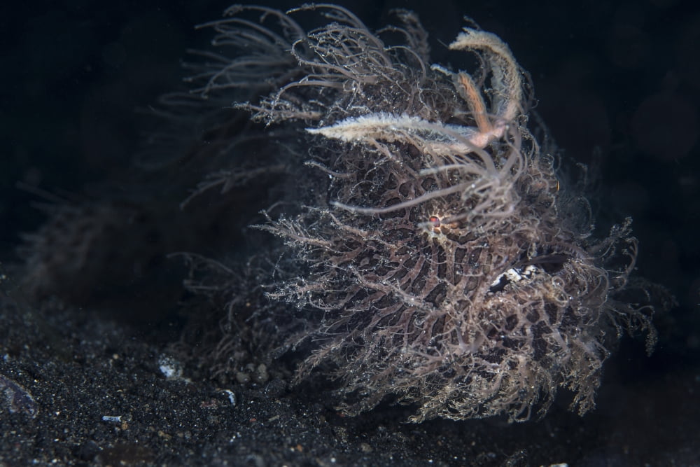 A hairy frogfish in Lembeh Strait Indonesia Canvas Art - Ethan DanielsStocktrek Images (17 x 12)