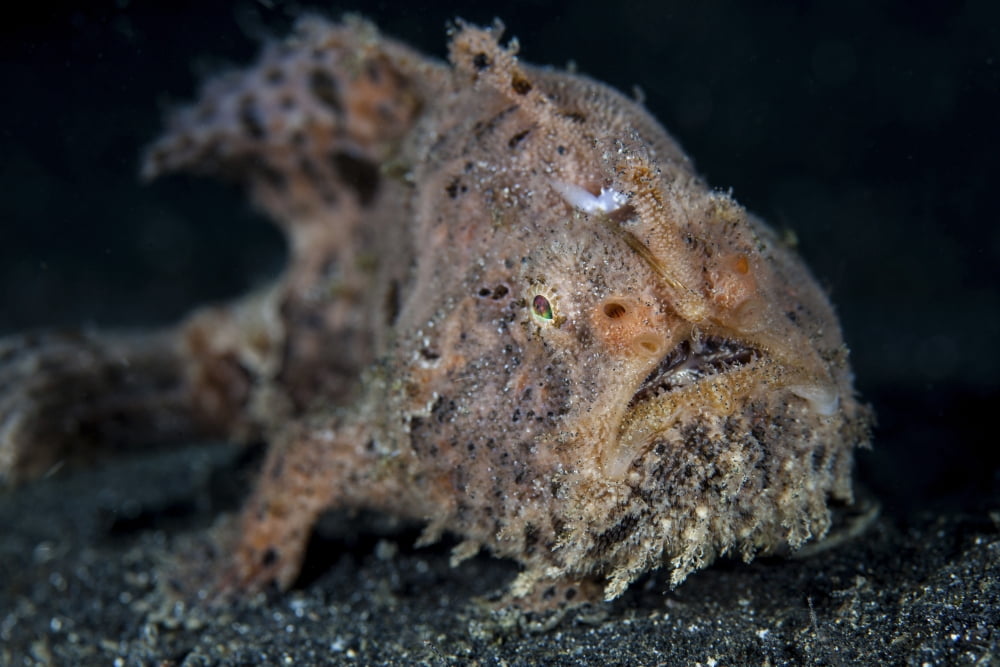 A hairy frogfish in Lembeh Strait Indonesia Canvas Art - Ethan DanielsStocktrek Images (34 x 23)