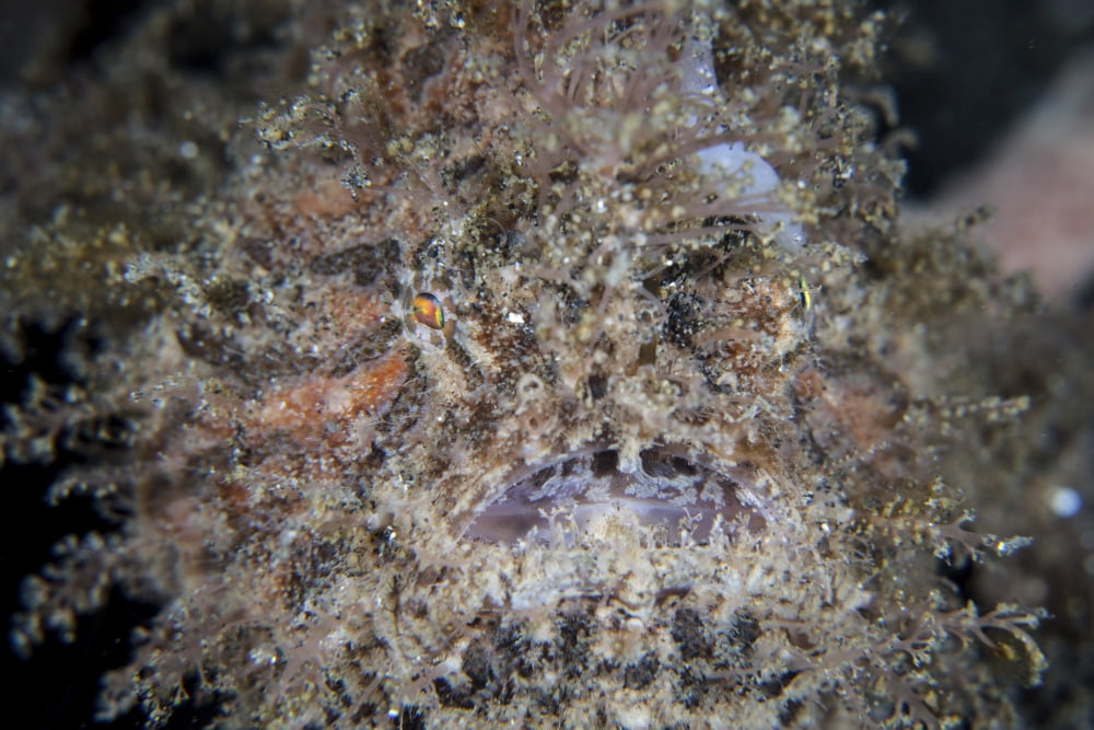 A hairy frogfish waits to ambush prey on a reef Canvas Art - Ethan DanielsStocktrek Images (17 x 12)