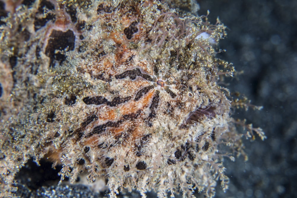A hairy frogfish waits to ambush prey on a reef Canvas Art - Ethan DanielsStocktrek Images (34 x 23)