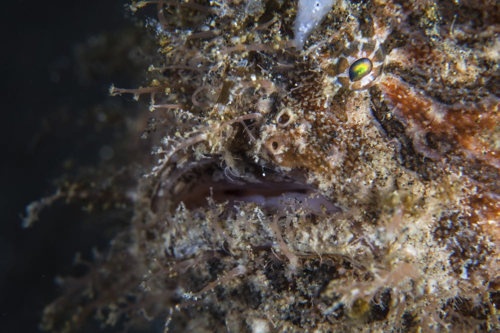 A hairy frogfish waits to ambush prey on a reef Canvas Art - Ethan DanielsStocktrek Images (34 x 23)