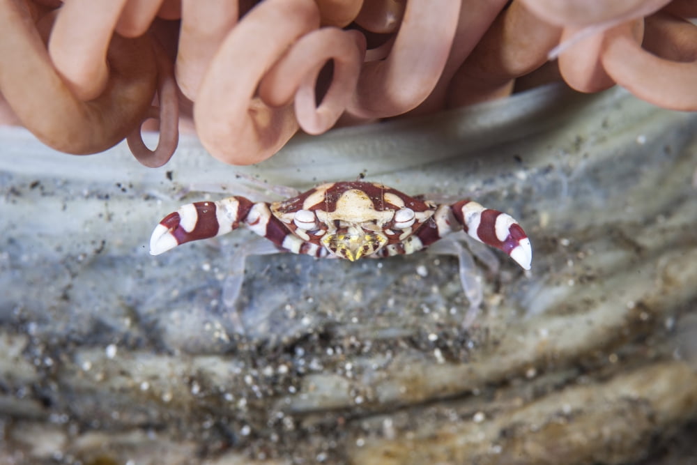 A harlequin swimming crab sits on its host tube anemone Canvas Art - Ethan DanielsStocktrek Images (34 x 23)