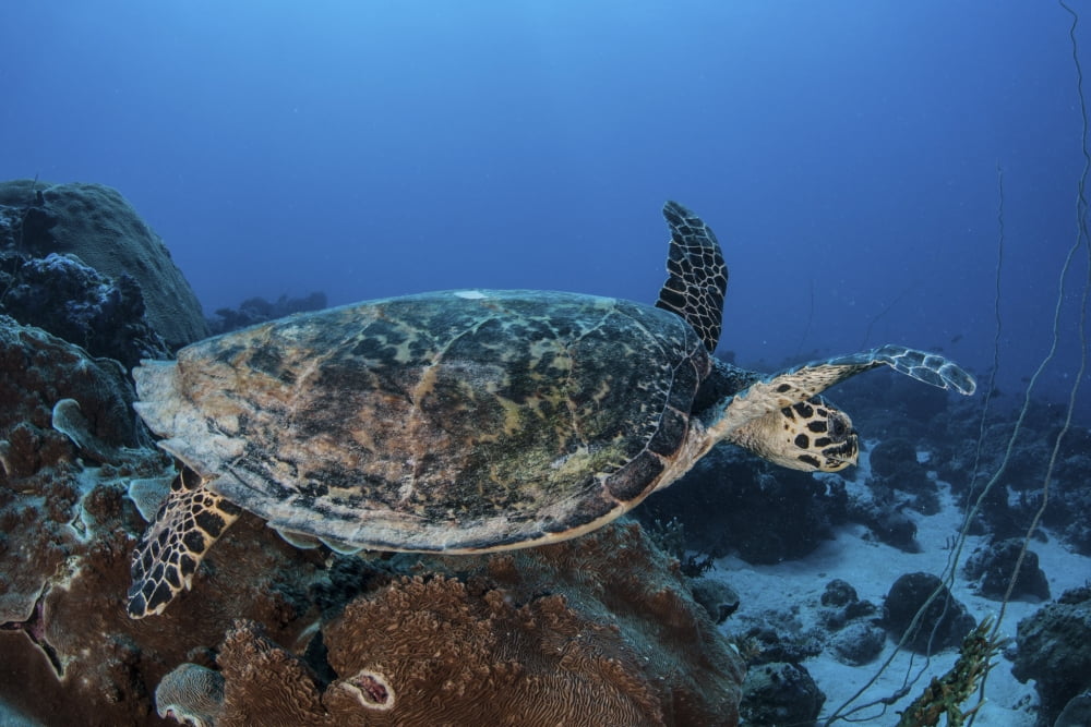 A hawksbill sea turtle swims over a coral reef in Palau Canvas Art - Ethan DanielsStocktrek Images (17 x 12)
