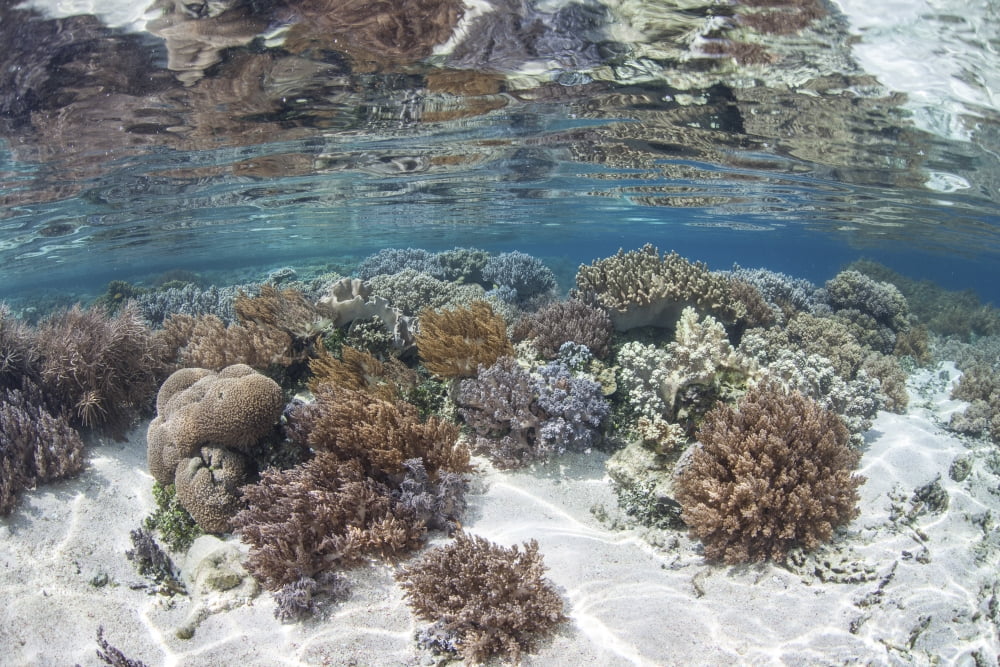 A healthy and diverse coral reef grows in Raja Ampat Indonesia Canvas Art - Ethan DanielsStocktrek Images (17 x 12)
