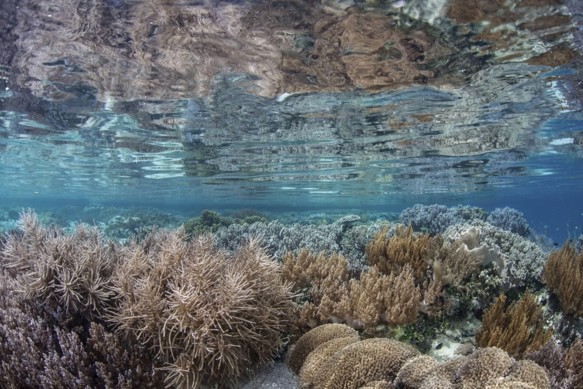 A healthy and diverse coral reef grows in Raja Ampat Indonesia Canvas Art - Ethan DanielsStocktrek Images (17 x 12)