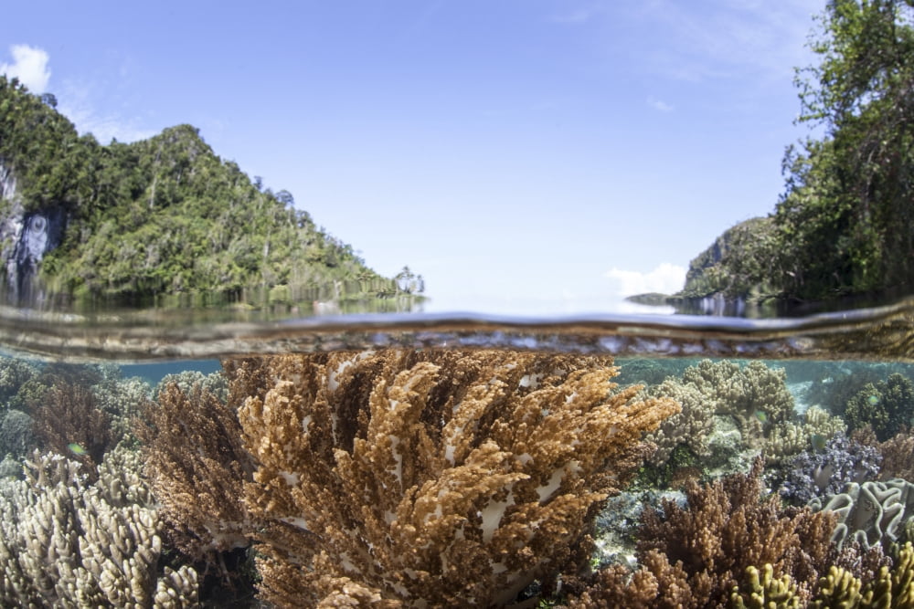 A healthy and diverse coral reef grows in Raja Ampat Indonesia Canvas Art - Ethan DanielsStocktrek Images (17 x 12)
