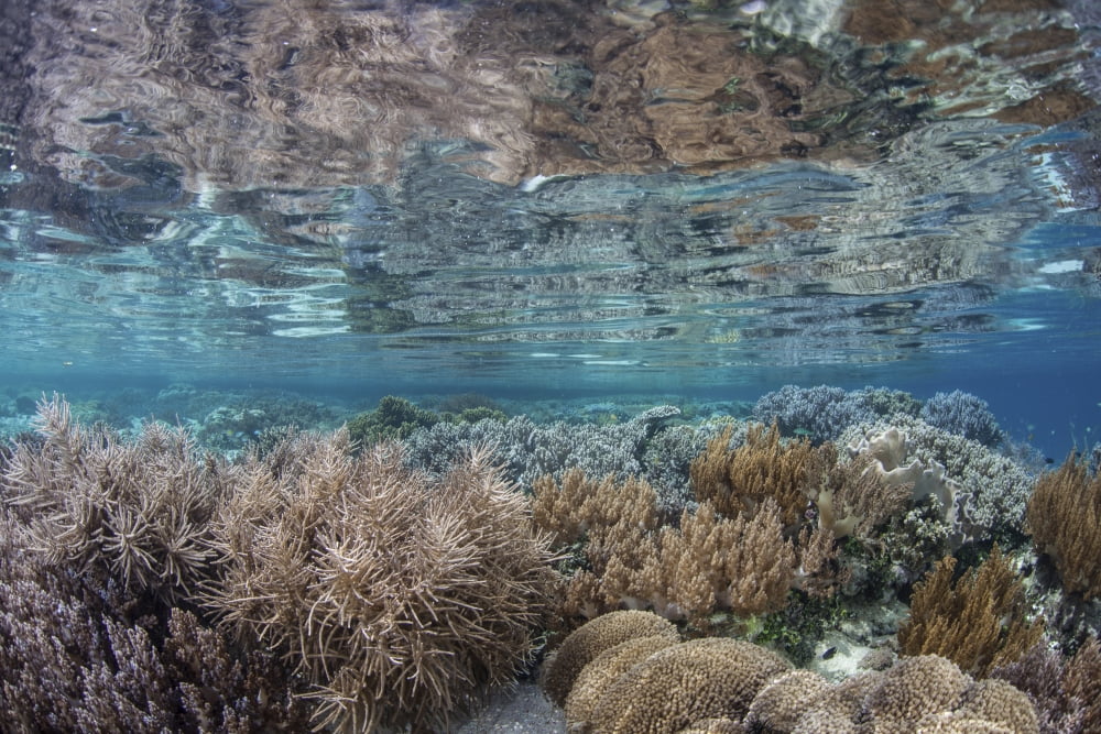 A healthy and diverse coral reef grows in Raja Ampat Indonesia Canvas Art - Ethan DanielsStocktrek Images (34 x 23)
