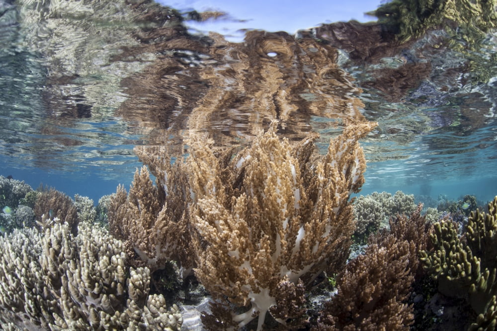 A healthy and diverse coral reef grows in Raja Ampat Indonesia Canvas Art - Ethan DanielsStocktrek Images (34 x 23)