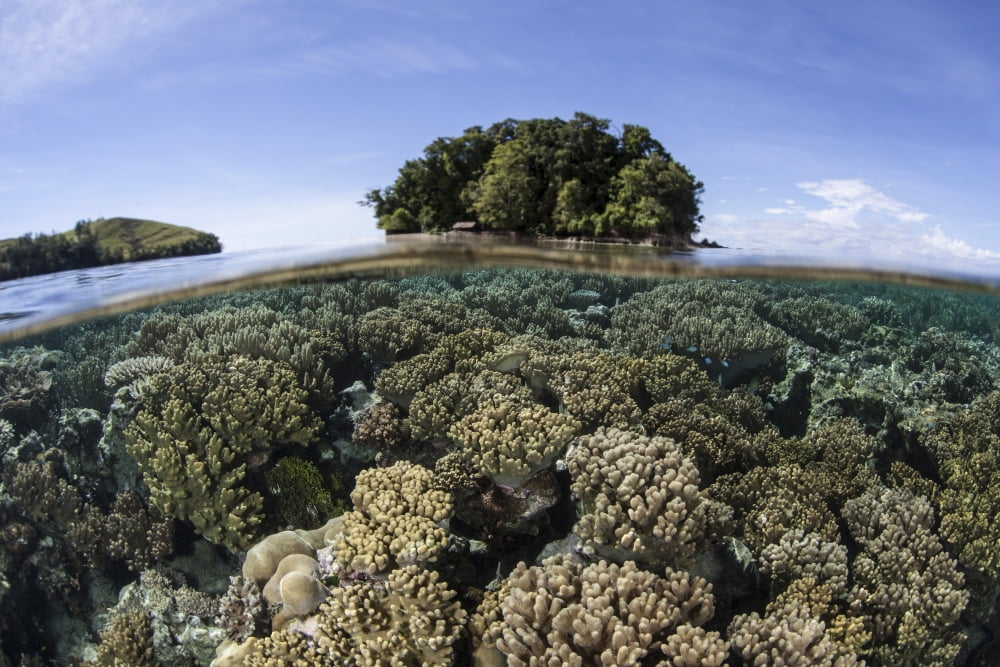 A healthy coral reef grows in the Solomon Islands Canvas Art - Ethan DanielsStocktrek Images (17 x 12)