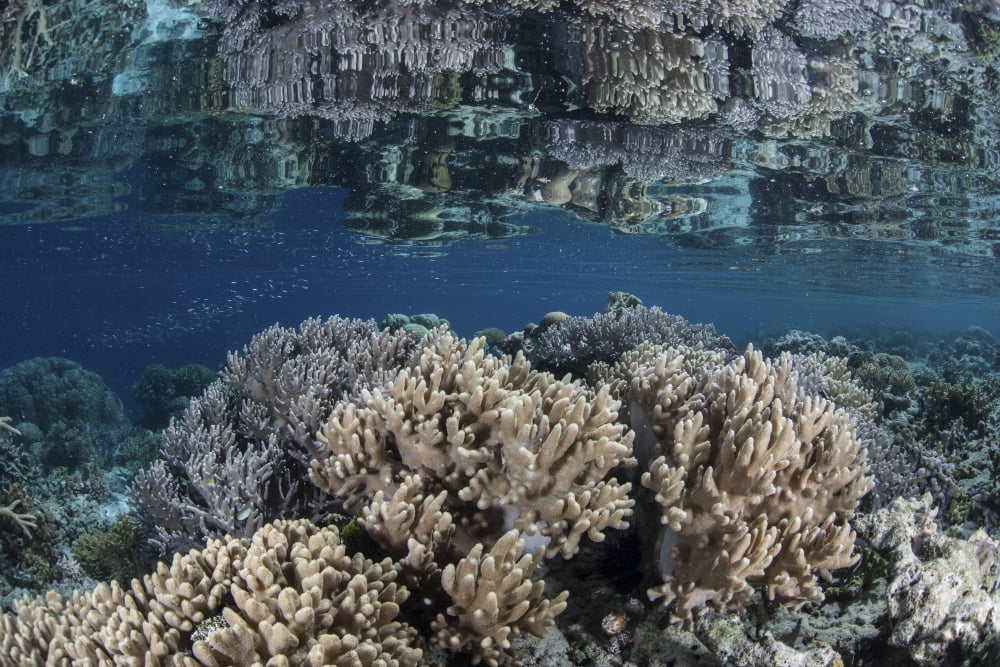 A healthy coral reef grows in the Solomon Islands Canvas Art - Ethan DanielsStocktrek Images (17 x 12)