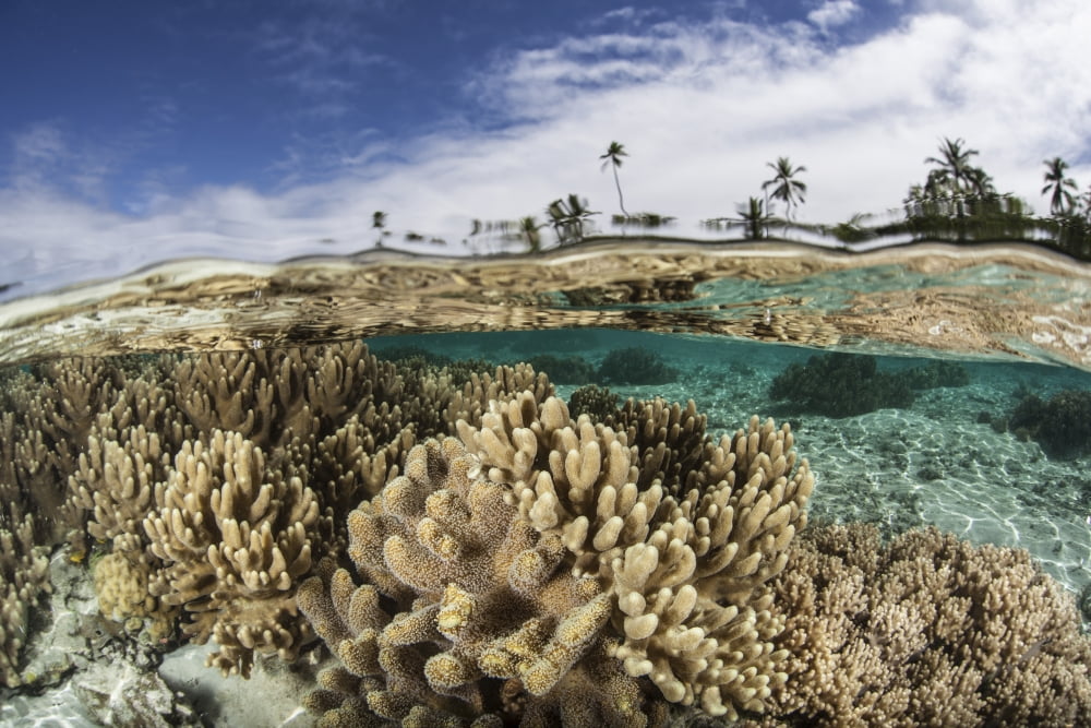 A healthy coral reef grows in the Solomon Islands Canvas Art - Ethan DanielsStocktrek Images (17 x 12)