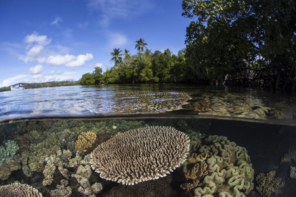 A healthy coral reef grows in the Solomon Islands Canvas Art - Ethan DanielsStocktrek Images (17 x 12)