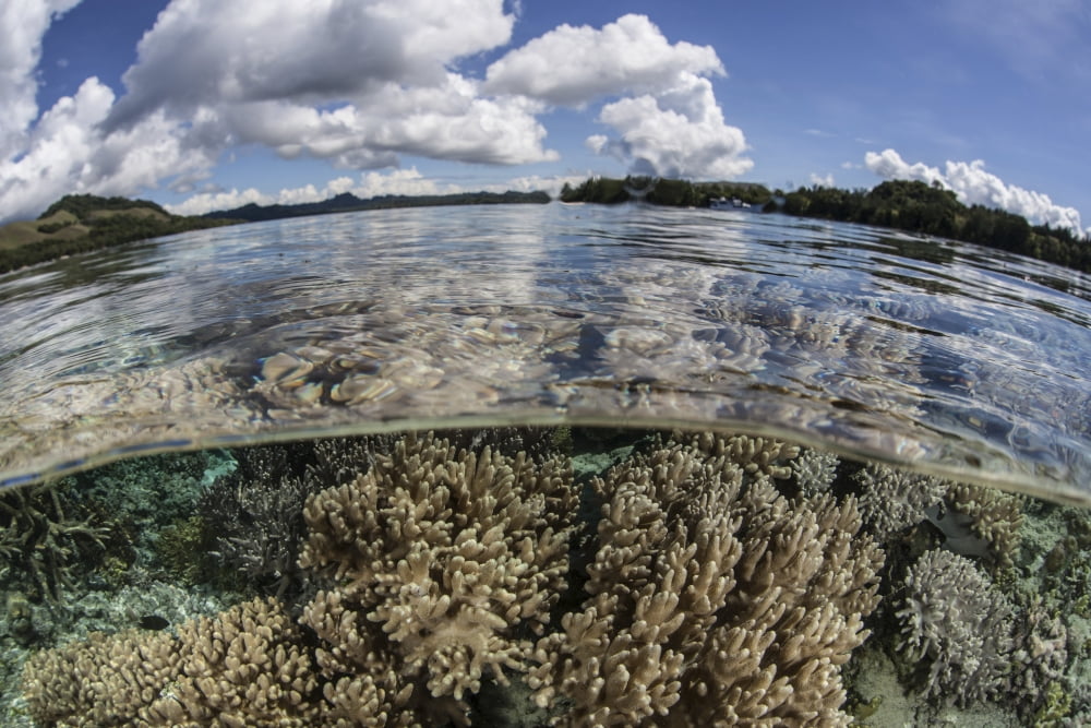 A healthy coral reef grows in the Solomon Islands Canvas Art - Ethan DanielsStocktrek Images (17 x 12)